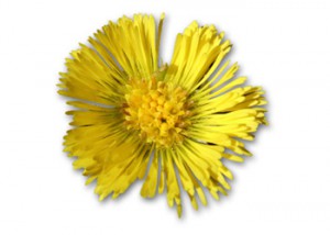 tussilago